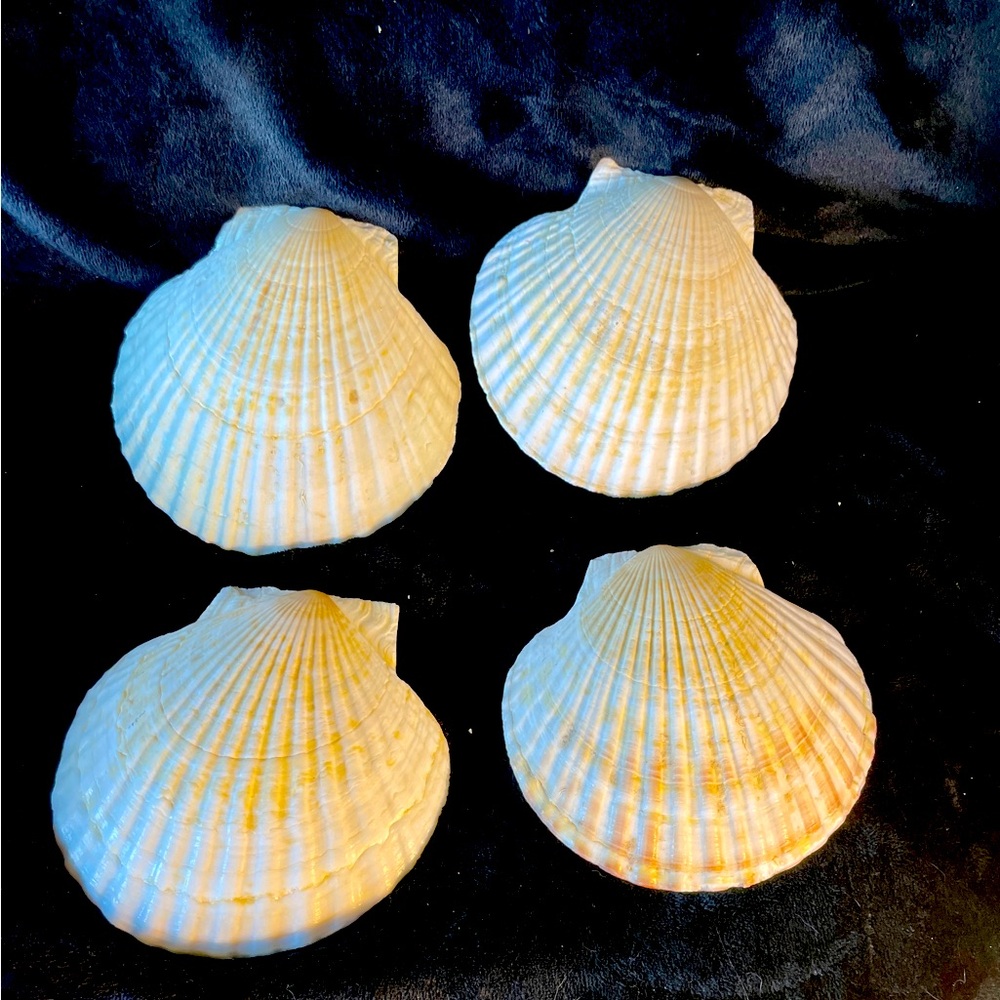 6” Scallop Seashell Plates (set of 4) or for Decor